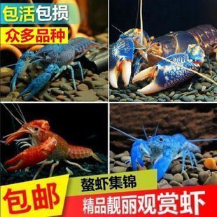 廣東水族批發(fā)市場(chǎng)有哪些品種蝦（廣東水族批發(fā)市場(chǎng)中常見的蝦品種） 祥禾Super Red紅龍魚 第4張