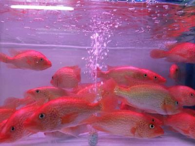 紅老虎魚吃什么飼料（關于紅老虎魚飼料選擇的詳細信息）