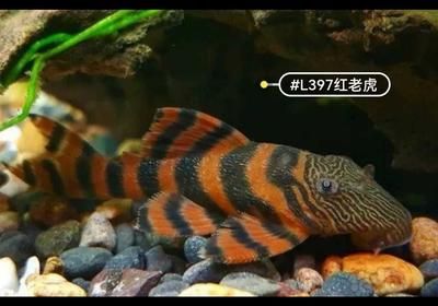 紅老虎魚吃什么飼料（關于紅老虎魚飼料選擇的詳細信息）