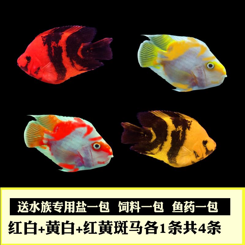 觀賞魚(yú)紅黑相間是什么魚(yú)（菩薩魚(yú)和虎皮魚(yú)的區(qū)別）