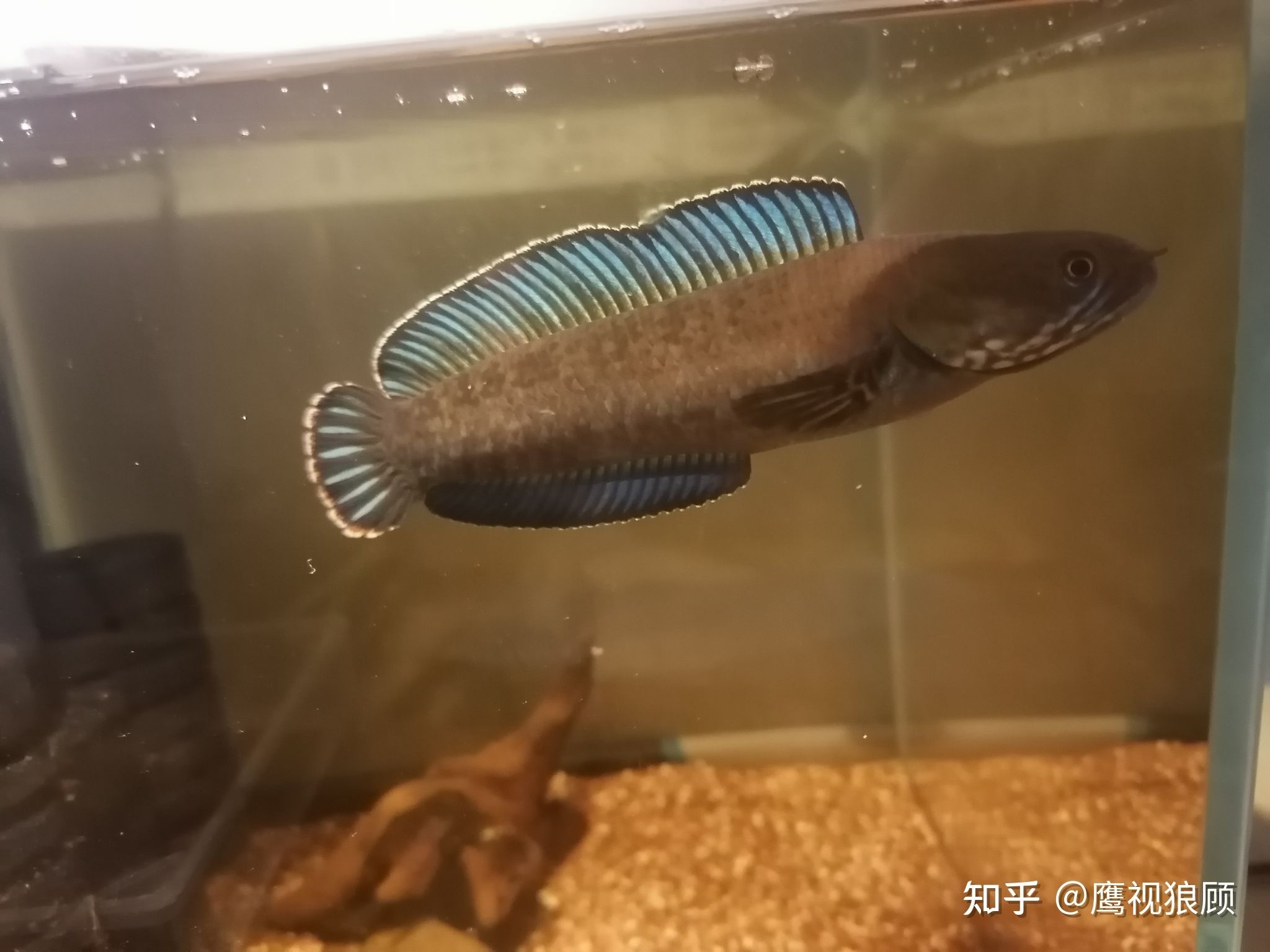 好看的觀賞魚價(jià)格（觀賞魚的價(jià)格與市場(chǎng)）