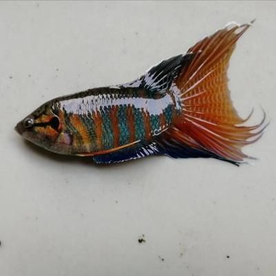 廣東本地觀賞魚(yú)品種有哪些種類（廣東本土觀賞魚(yú)品種） 黃金斑馬魚(yú) 第1張