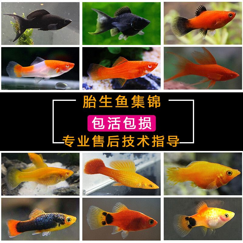 觀賞魚集錦（觀賞魚的起源與發(fā)展）