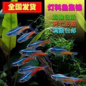 觀賞魚集錦（觀賞魚的起源與發(fā)展） 白子關(guān)刀魚苗 第4張