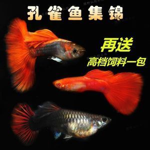 觀賞魚集錦（觀賞魚的起源與發(fā)展） 白子關(guān)刀魚苗 第3張