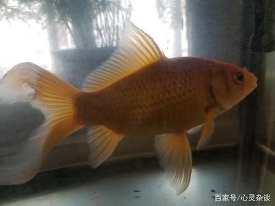 花草觀賞魚（花草觀賞魚是一種結合了觀賞性和趣味和趣味性的觀賞魚） 成吉思汗鯊（球鯊）魚 第2張