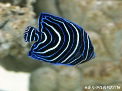 海南海水觀賞魚好養(yǎng)嗎現(xiàn)在還有嗎（關(guān)于海南海水觀賞魚的問題） 胭脂孔雀龍魚 第4張