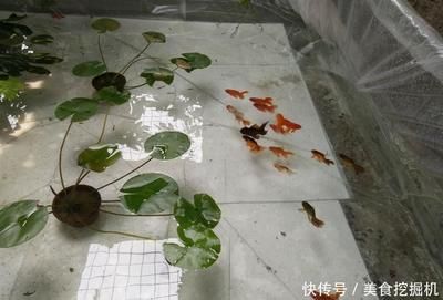 吃浮萍的觀賞魚有哪些好處（觀賞魚吃浮萍有哪些好處？） 祥龍魚藥系列 第2張