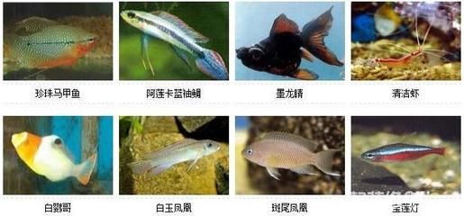 北方野生觀賞魚種類有哪些（北方地區(qū)常見的野生觀賞魚種類及其特點(diǎn)及其特點(diǎn)和特點(diǎn)） 黃金達(dá)摩魚 第4張