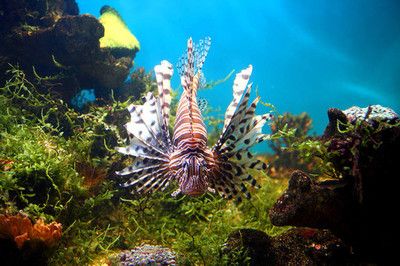 海洋館觀賞魚（上海海洋館觀賞魚的養(yǎng)護(hù)技巧觀賞魚技巧觀賞魚的養(yǎng)護(hù)技巧）