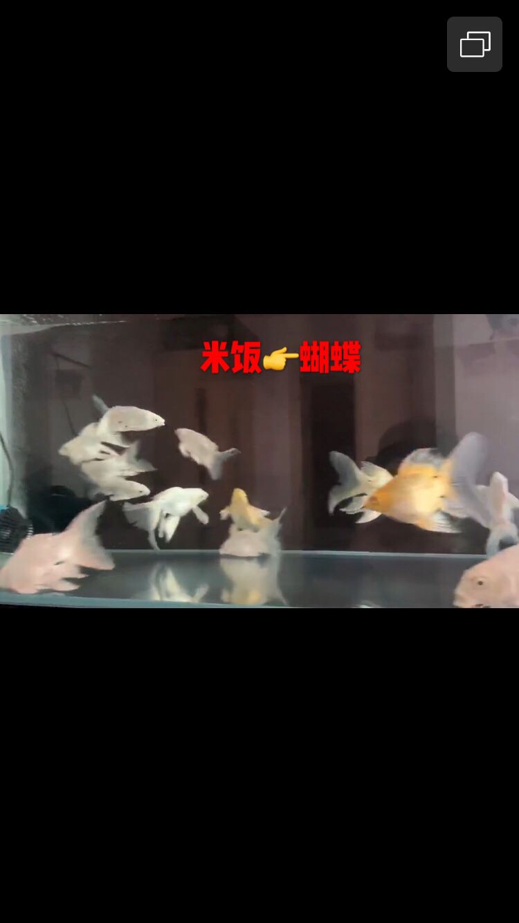 蝴蝶錦鯉之家（養(yǎng)魚多年才知道自己想要的是什么魚蝴蝶錦鯉）