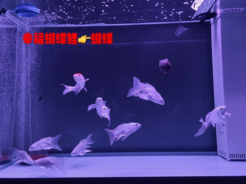 蝴蝶錦鯉之家（養(yǎng)魚多年才知道自己想要的是什么魚蝴蝶錦鯉）