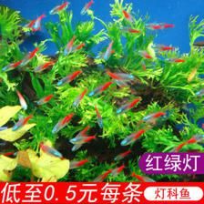 紅色觀賞魚能不能吃小魚（紅色觀賞魚應(yīng)該被視為食物來源，觀賞魚可能會存在藥物殘留問題） 觀賞魚市場 第1張