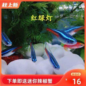 紅色觀賞魚能不能吃小魚（紅色觀賞魚應(yīng)該被視為食物來源，觀賞魚可能會存在藥物殘留問題） 觀賞魚市場 第3張