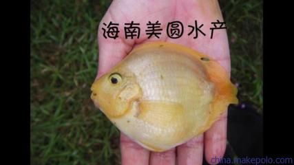 海南觀賞魚漁場排名前十名（海南觀賞魚養(yǎng)殖技術揭秘）