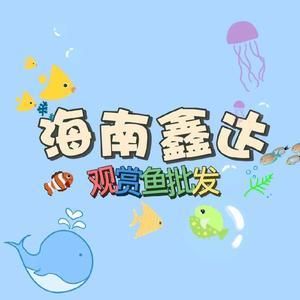 海南觀賞魚漁場排名前十名（海南觀賞魚養(yǎng)殖技術揭秘）