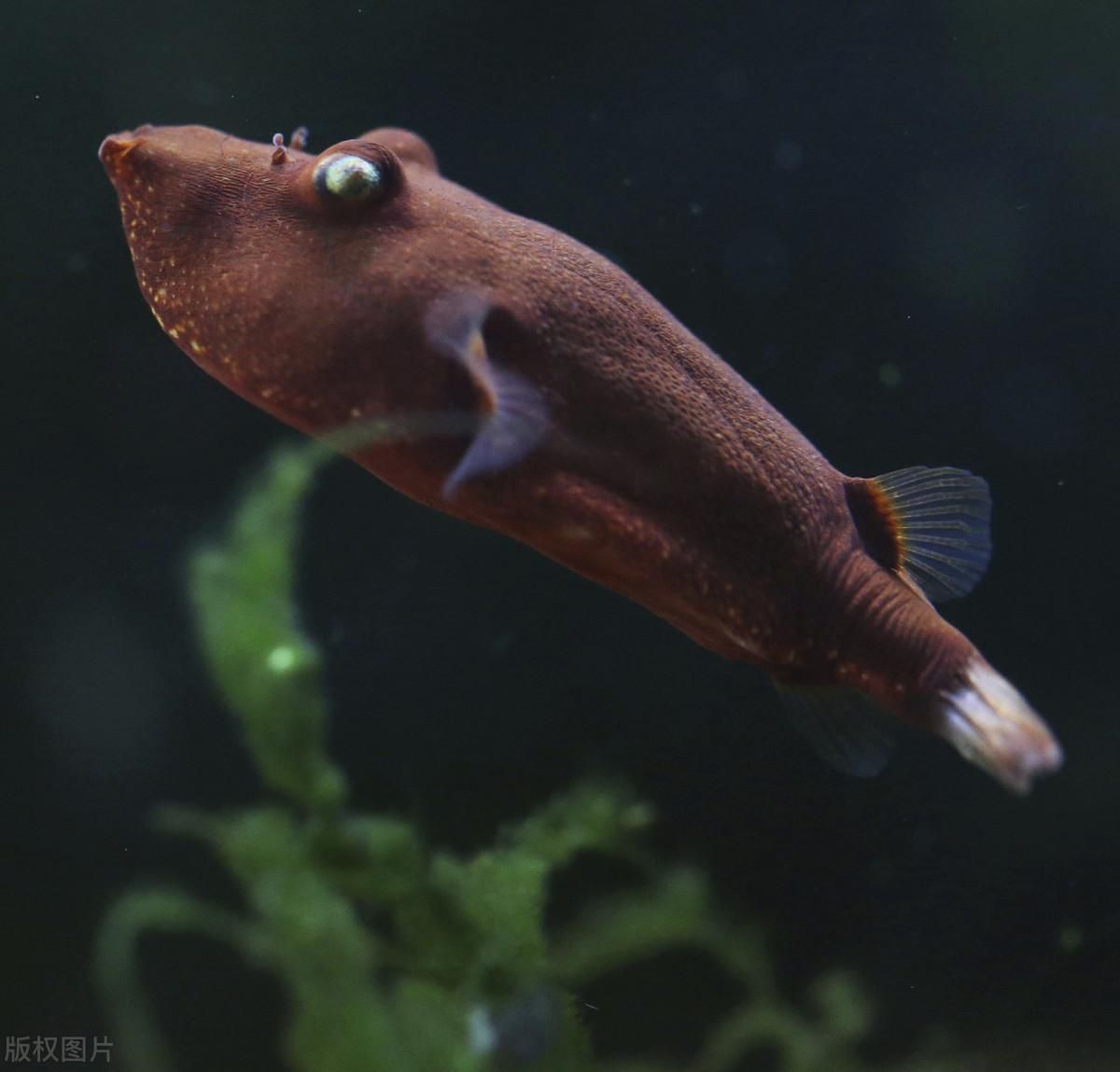 紅木瓜狗頭魚（紅木瓜狗頭魚的繁殖技巧） 非洲金鼓魚 第3張