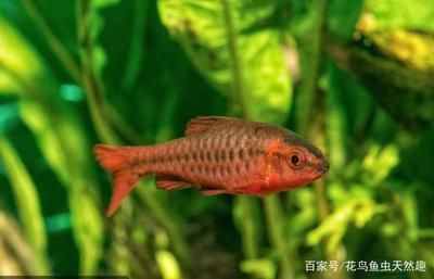 白色的觀賞魚尾巴挺大那是什么魚熱帶魚（關(guān)于“白色的觀賞魚尾巴挺大那是什么魚熱帶魚”信息） 星座運勢 第3張