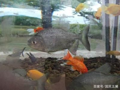 白色的觀賞魚尾巴挺大那是什么魚熱帶魚（關(guān)于“白色的觀賞魚尾巴挺大那是什么魚熱帶魚”信息） 星座運勢 第2張