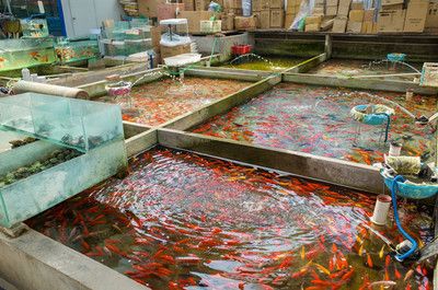 觀賞魚市場前景如何發(fā)展好（觀賞魚市場需求不斷增長，） 狗仔（招財(cái)貓)魚苗 第4張