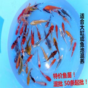 觀賞魚(yú)苗批發(fā)網(wǎng)站有哪些（批發(fā)觀賞魚(yú)苗的相關(guān)信息和價(jià)格） 黃吉金龍（白子金龍魚(yú)） 第4張