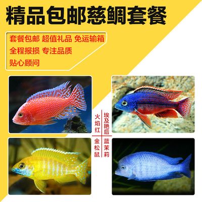 觀賞魚進(jìn)口網(wǎng)站（觀賞魚進(jìn)口報(bào)關(guān)流程詳解觀賞魚進(jìn)口報(bào)關(guān)流程詳解） 泰國(guó)斗魚 第1張