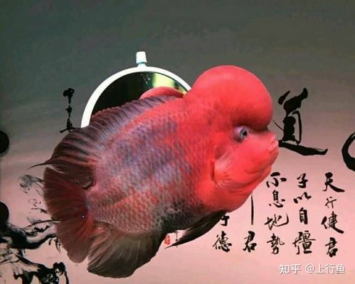 互動的觀賞魚有哪些種類的（觀賞魚與主人的互動性） 月光鴨嘴魚 第2張