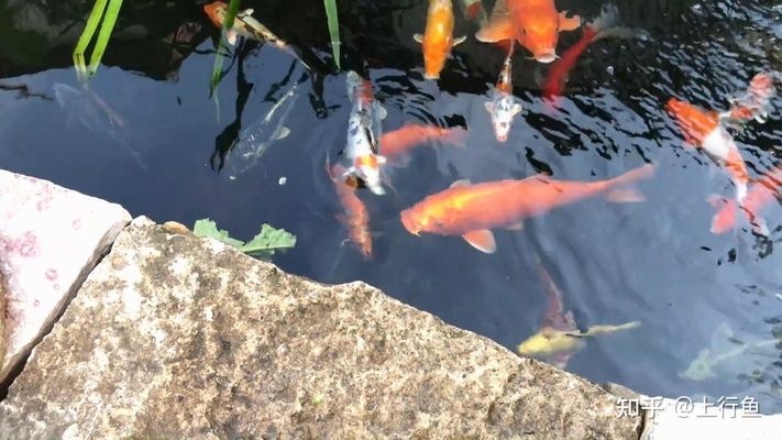 互動的觀賞魚有哪些種類的（觀賞魚與主人的互動性） 月光鴨嘴魚 第3張