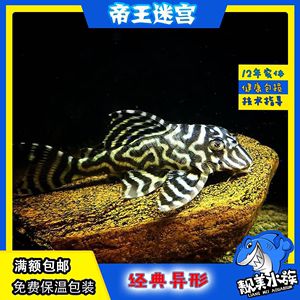 帝王迷宮異型魚怎么分公母（帝王迷宮異型魚的公母）