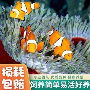 觀賞魚(yú)海水魚(yú)好養(yǎng)嗎視頻（揭秘海水觀賞魚(yú)的養(yǎng)護(hù)秘籍）