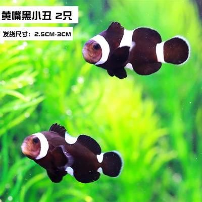 觀賞魚(yú)海水魚(yú)好養(yǎng)嗎視頻（揭秘海水觀賞魚(yú)的養(yǎng)護(hù)秘籍）