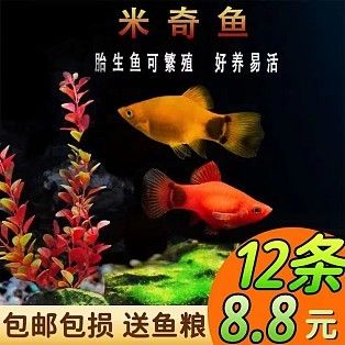 觀賞魚海水魚好養(yǎng)嗎視頻（揭秘海水觀賞魚的養(yǎng)護(hù)秘籍） 祥龍魚場(chǎng) 第4張