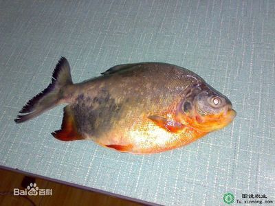 廣東淡水觀賞魚(yú)品種有哪些（廣東淡水觀賞魚(yú)品種）