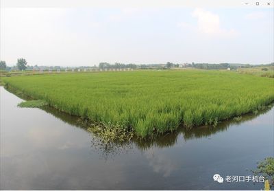 稻田觀賞魚（稻田觀賞魚的養(yǎng)殖技術(shù)） 泗水龍魚 第1張