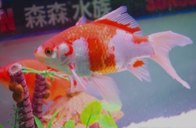 觀賞魚加盟店哪家好點(diǎn)（觀賞魚加盟店如何選擇） 檸檬鯽 第1張