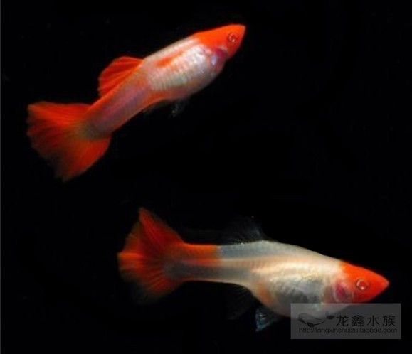 觀賞魚(yú)白色的是什么魚(yú)（常見(jiàn)的白色觀賞魚(yú)品種） 胭脂孔雀龍魚(yú) 第3張