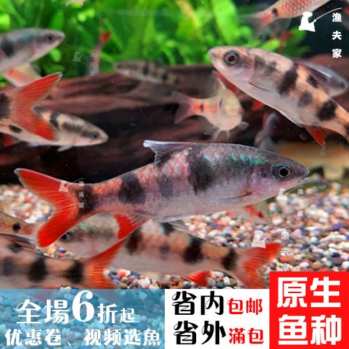 白色的熱帶觀賞魚長得像鯽魚的是什么（如何飼養(yǎng)熱帶觀賞魚） 大嘴鯨魚 第2張