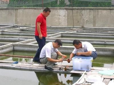 觀賞魚類發(fā)展現(xiàn)狀及未來前景圖（2022年我國(guó)觀賞魚規(guī)模已成為各行各業(yè)關(guān)注的新興產(chǎn)業(yè)之一） 水族問答 第3張