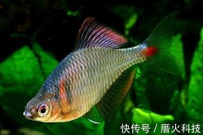 成群結(jié)隊(duì)的觀賞魚(yú)有哪些（多種成群結(jié)隊(duì)的觀賞魚(yú)種類(lèi)及其特點(diǎn)）