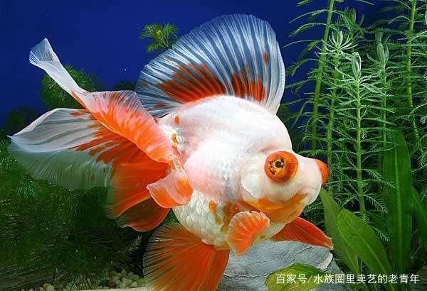 觀賞魚(yú)食物中毒（養(yǎng)魚(yú)新手指南：觀賞魚(yú)食物中毒的主要癥狀包括但不限于以下幾點(diǎn)） 大日玉鯖魚(yú) 第1張