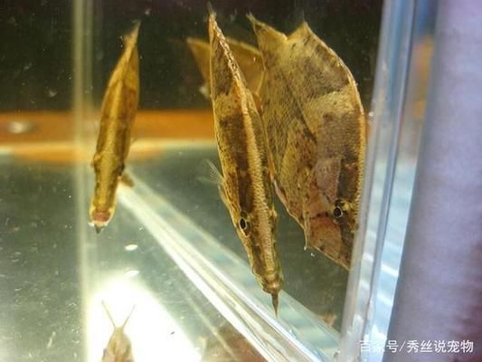 觀賞魚(yú)食物中毒（養(yǎng)魚(yú)新手指南：觀賞魚(yú)食物中毒的主要癥狀包括但不限于以下幾點(diǎn)） 大日玉鯖魚(yú) 第4張