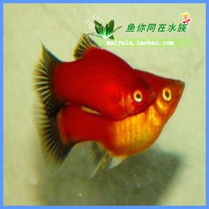 觀賞魚大魚吃小魚（大魚吃小魚的生態(tài)學原理） 紅化白子銀龍 第2張