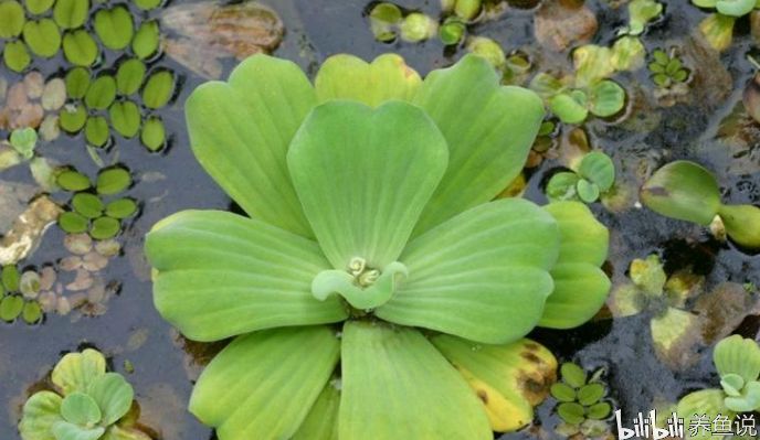 吃浮萍的觀賞魚有哪些好處與壞處（吃浮萍的好處與注意事項(xiàng)浮萍養(yǎng)魚的好處與注意事項(xiàng)）