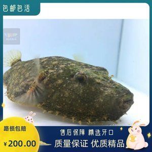 狗頭魚價(jià)格排行（狗頭魚價(jià)格排行概況） 和尚魚 第1張