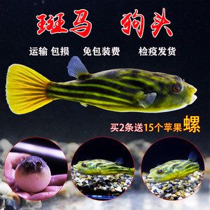 狗頭魚價(jià)格排行（狗頭魚價(jià)格排行概況） 和尚魚 第4張