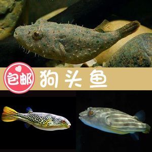 狗頭魚價(jià)格排行（狗頭魚價(jià)格排行概況） 和尚魚 第3張