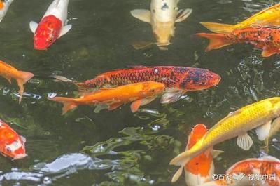 廣溫性觀賞魚(yú)（全球觀賞魚(yú)種類(lèi)大揭秘） 七紋巨鯉魚(yú) 第1張