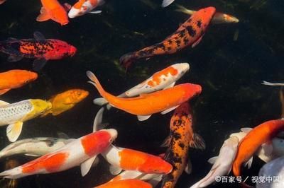 廣溫性觀賞魚(yú)（全球觀賞魚(yú)種類(lèi)大揭秘） 七紋巨鯉魚(yú) 第3張