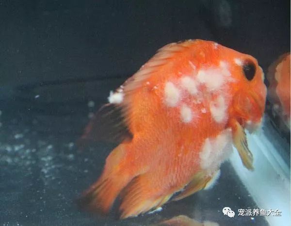 觀賞魚(yú)白毛病怎么治療最好（水霉病的預(yù)防措施） 水族問(wèn)答 第2張