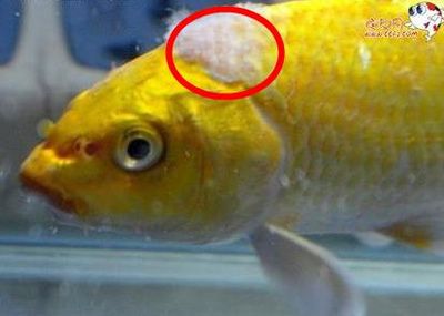 觀賞魚(yú)白毛病怎么治療最好（水霉病的預(yù)防措施） 水族問(wèn)答 第1張